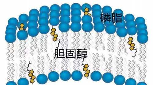 台州供卵需要多久 台州哪些医院可以做试管婴儿? ‘孕囊大小推算男女’